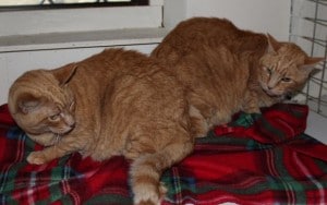 cats - ginger sisters 4