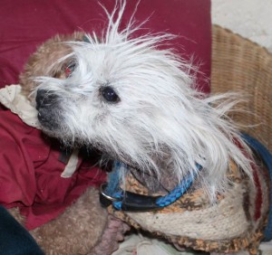 dogs - sally on chair