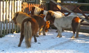 ponies in snow