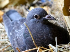 birds - little dove 2