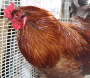 chickens - valentine 2