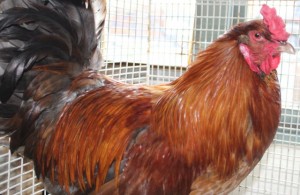 chickens - valentine cockerel