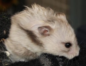 hamsters - big daddy 2