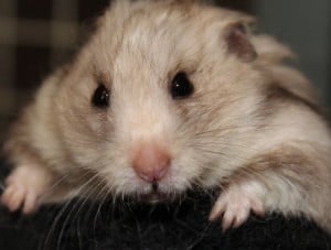 hamsters - big daddy