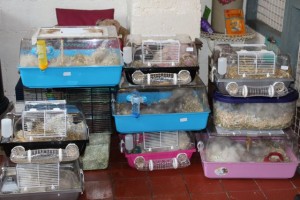 hamsters - with cages