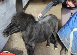 rufus - back scratch