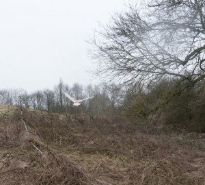 birds - barn owl release 2