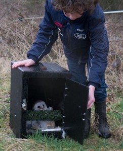 birds - barn owl release