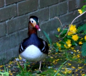 birds - mandarins 21