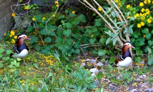 birds - mandarins 22