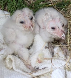 birds - owlets 8