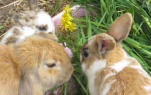 bunnies - two litters 3