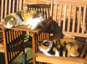 cats - tortie & mischa