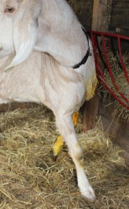 goat - buffy injury 2