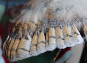 birds - barn owl feathers