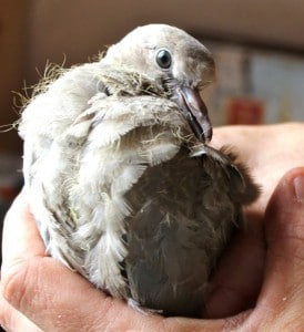 birds - dove attack 5