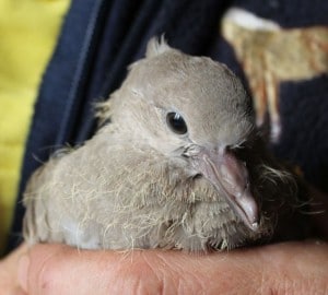 birds - dove attacked