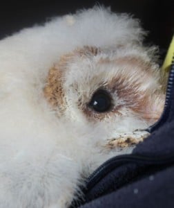 birds - owl feathers 2