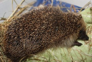 hedgehogs - injured 24.5.