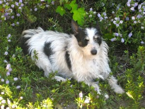 dogs - nolene in flowers