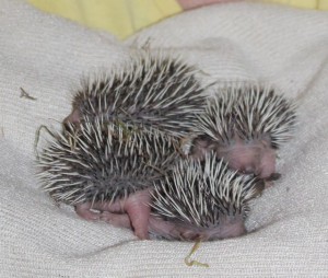 hedgehogs - hanging on 2