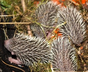 hedghog orphans 5