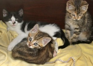 kittens - farm tabbies 2