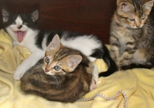 kittens - farm tabbies 4