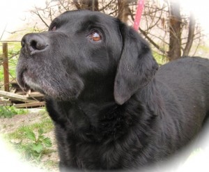 dogs - black lab