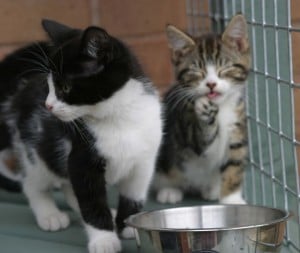 kittens - Felix & Pippa 7