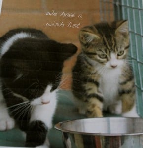 kittens - wish list