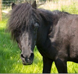 rufus-field june 2015 7