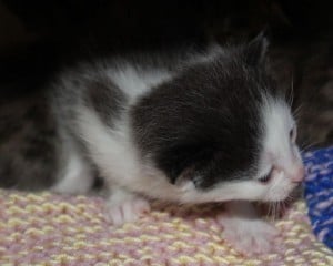 kittens - 5 of them 2