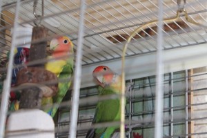 lovebirds