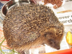 hedgehog - injured leg