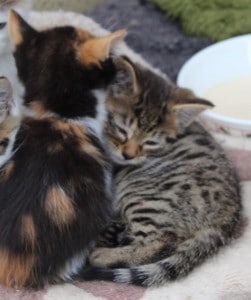 kittens - fives 1