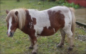 ponies - daydream 32