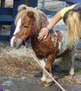 ponies - daydream bath