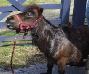 ponies - pixie bath 2