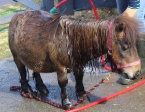 ponies - pixie bath