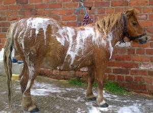 ponies - sundance bath