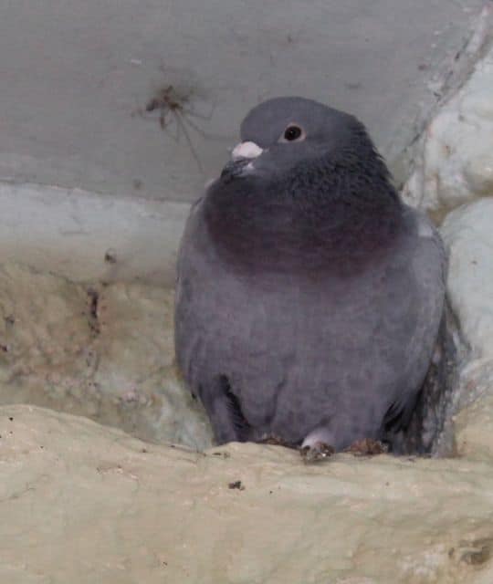Pigeon home from home Pet Samaritans