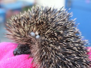 hedgie - ticks