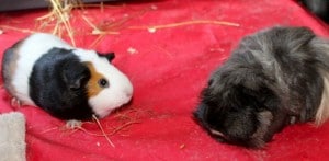 guinea pigs - 6