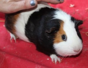 guinea pigs - anna