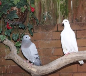 birds - pigeon friends