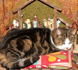 cats - myrtle and crib