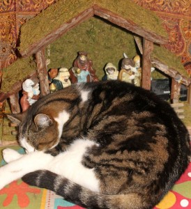 cats - myrtle in crib