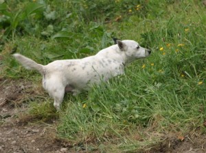 dogs - Jack Spratt 10