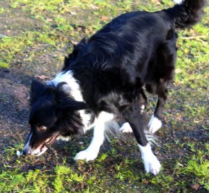 dogs - kimme with stick